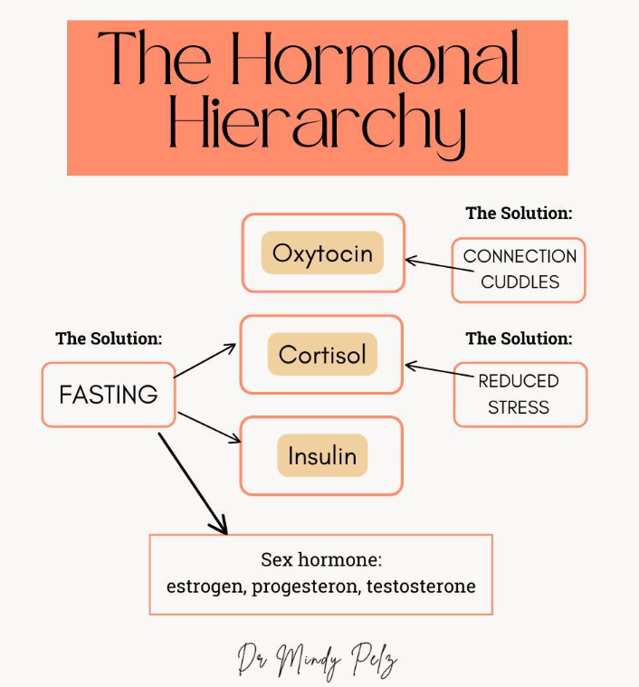 Hormonal Hierarchy