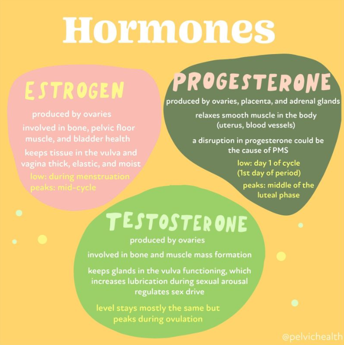 Sex Hormones