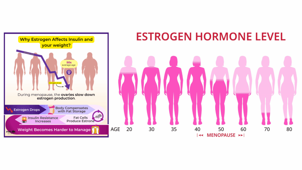 Illustration showing muscle mass decline, insulin sensitivity drop, cortisol rise, estrogen decline