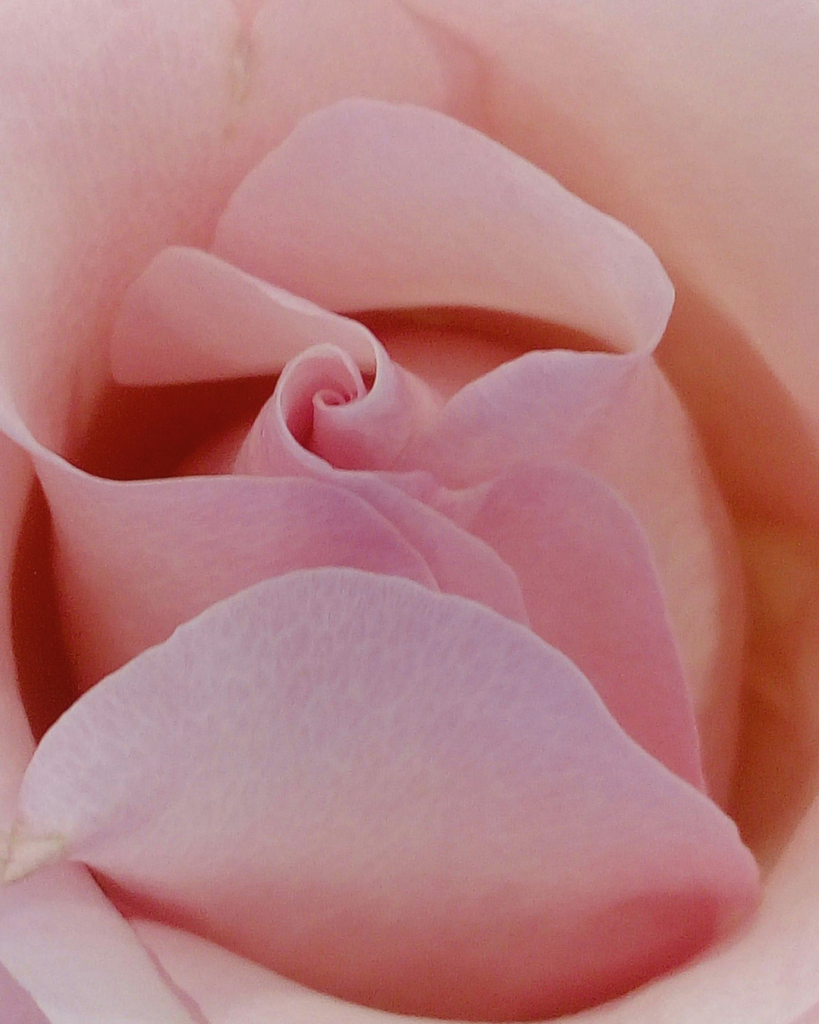 Soft abstract flower representing hormonal balance, femininity, and menopause transition